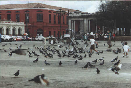 Boy running through the pigeons