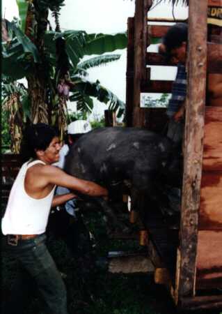 Throwing the pigs onto the truck