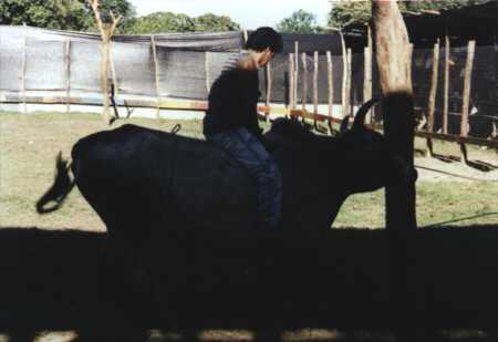 Strapping onto the bull