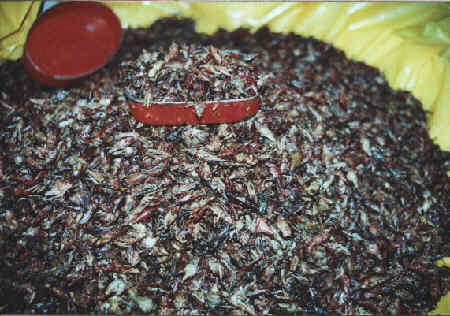 Grasshoppers to snack on