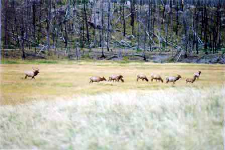 Elk herd