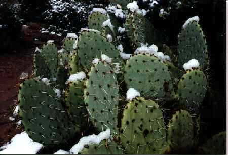 Cacti with snow on top